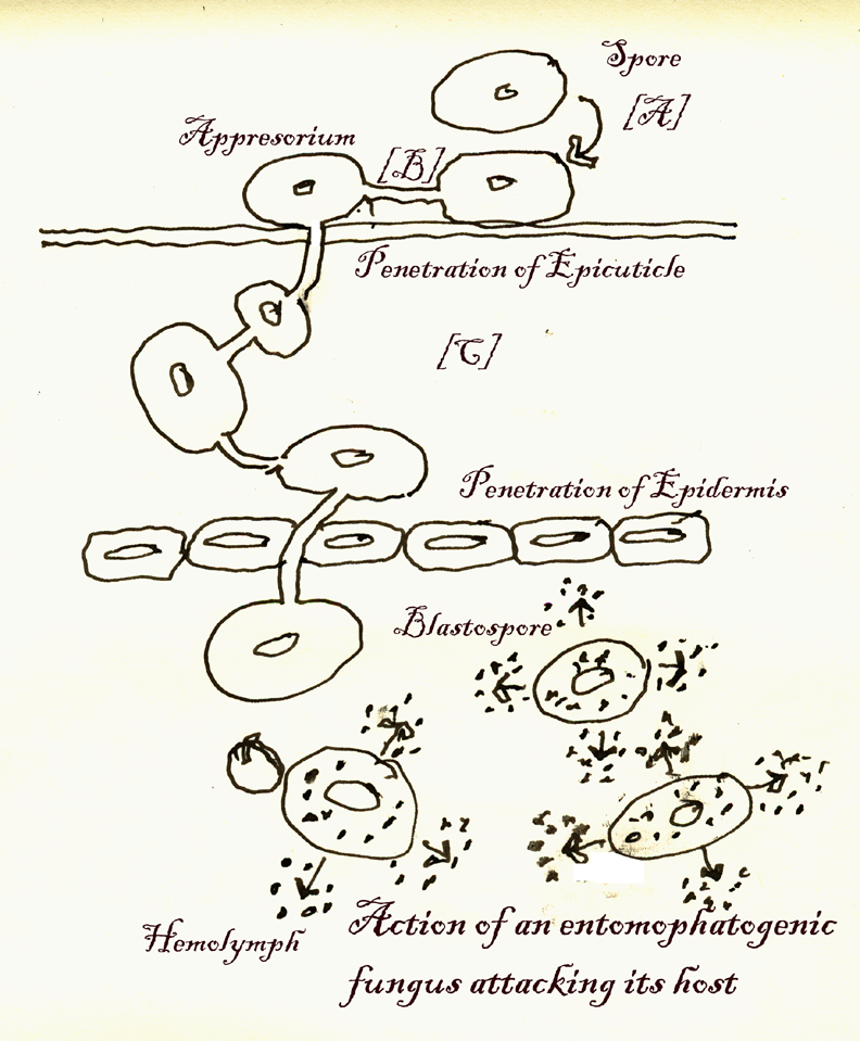 Attack of a fungus 3.png