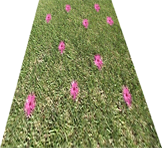 Jamey - flowergrass in perspective.png