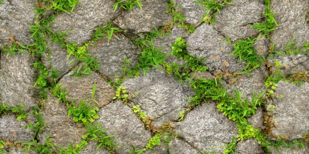 Chakal_paving-grass_zigzag_path.jpg