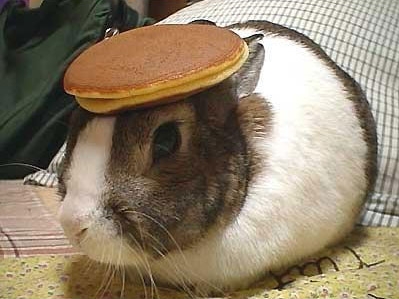 bunny.jpg