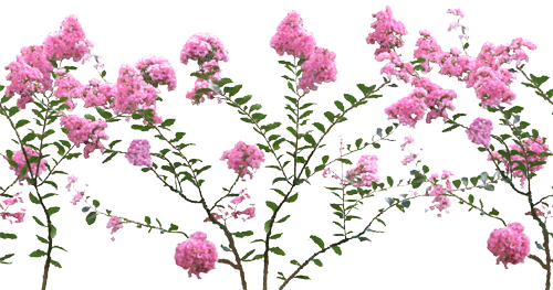 Makes and interesting bush.